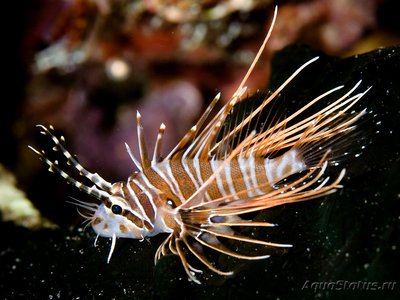 Крылатка лучистая (Pterois antennata)