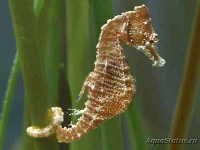 Конек морской (Hippocampus zosterae)