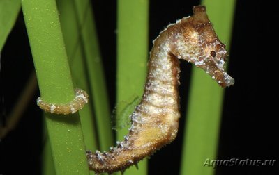 Конек морской (Hippocampus zosterae)