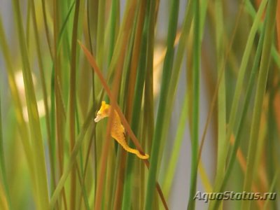 Фото Конек морской Hippocampus zosterae  (photo#117546)