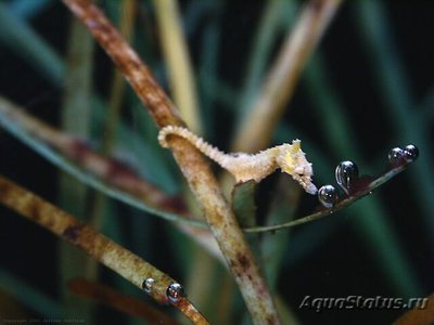 Конек морской (Hippocampus zosterae)