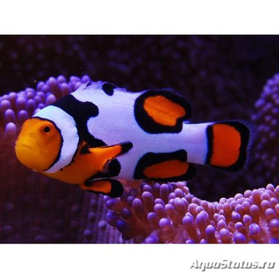 Клоун перкула (Amphiprion percula)