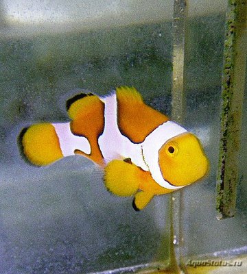 Клоун перкула (Amphiprion percula)