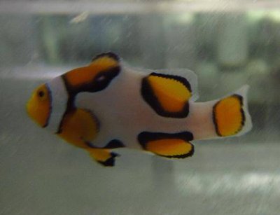 Клоун перкула (Amphiprion percula)