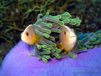 Клоун скунсовый (Amphiprion akallopisos)