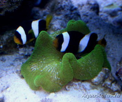 Фото Клоун себае Amphiprion sebae  (photo#117630)