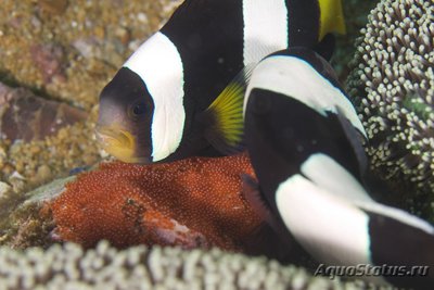 Фото Клоун себае Amphiprion sebae  (photo#117631)