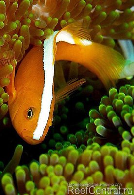 Фото Клоун оранжевый, скунсовый Amphiprion sandaracinos  (photo#117647)