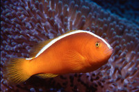 Клоун оранжевый, скунсовый (Amphiprion sandaracinos)