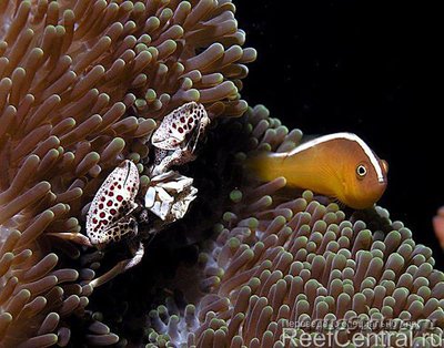 Клоун оранжевый, скунсовый (Amphiprion sandaracinos)