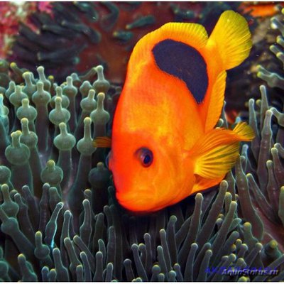 Фото Клоун ефиппиум огненный Amphiprion ephippium  (photo#117710)