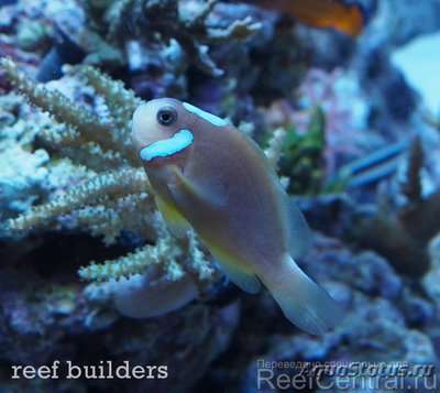 Фото Клоун Белая шапочка Amphiprion leucokranos  (photo#117715)