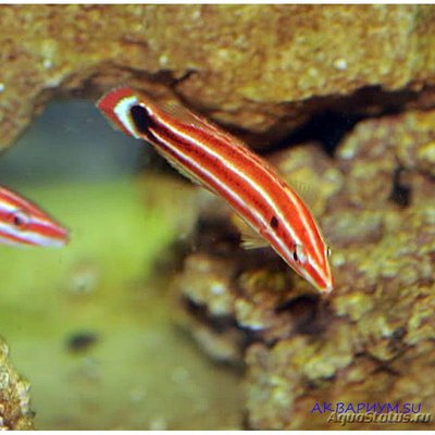 Фото Кабанчик спокойный красноватый Bodianus sepiacaudus  (photo#117718)