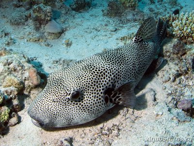 Иглобрюх звёздчатый ( Аrothron stellatus).