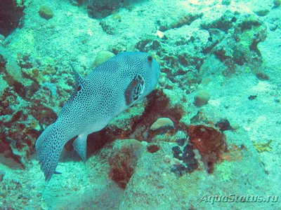 Иглобрюх звёздчатый ( Аrothron stellatus).