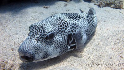 Иглобрюх звёздчатый ( Аrothron stellatus).