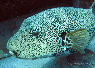 Иглобрюх звёздчатый ( Аrothron stellatus).