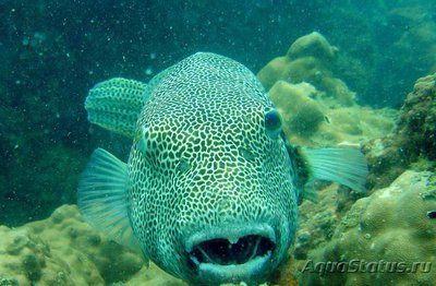 Иглобрюх звёздчатый ( Аrothron stellatus).