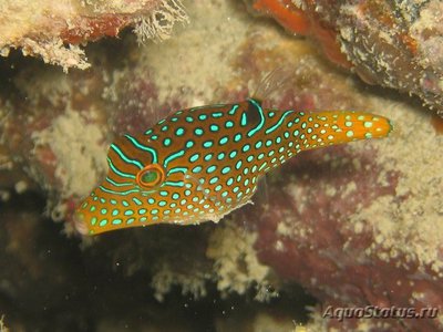 Иглобрюх папуасский (Canthigaster papua)