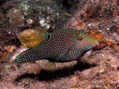 Иглобрюх папуасский (Canthigaster papua)