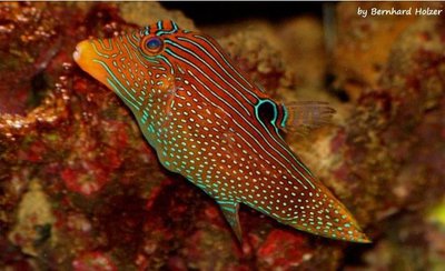 Иглобрюх папуасский (Canthigaster papua)