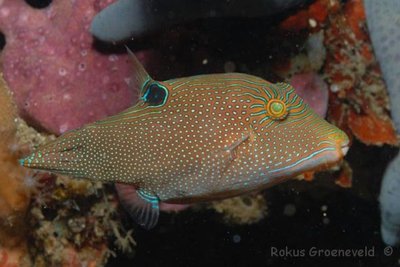 Иглобрюх папуасский (Canthigaster papua)