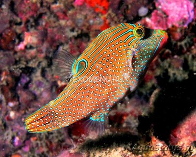 Фото Иглобрюх острорылый точечный Canthigaster solandri  (photo#117858)