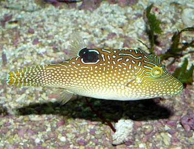 Фото Иглобрюх острорылый точечный Canthigaster solandri  (photo#117859)