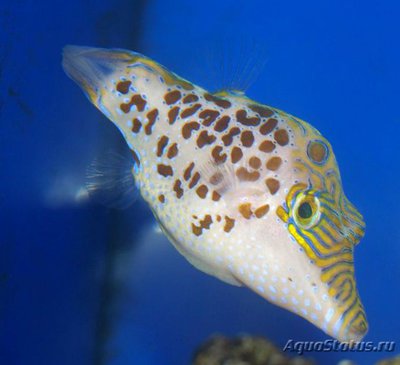 Иглобрюх леопардовый (Canthigaster leoparda)