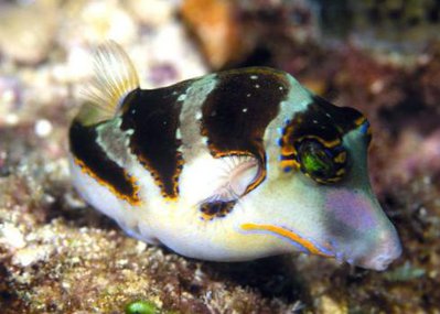 Иглобрюх коронованный (Canthigaster coronata)