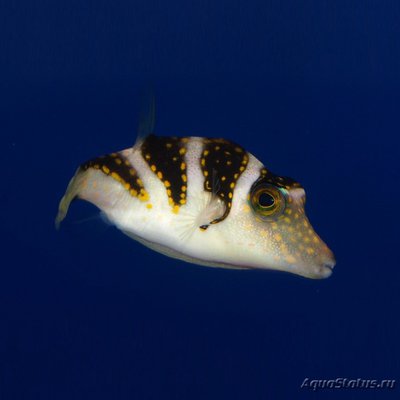 Иглобрюх коронованный (Canthigaster coronata)