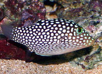 Иглобрюх Кантигастер гавайский белопятнистый (Canthigaster jactator)