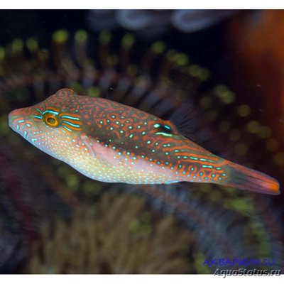 Фото Иглобрюх Беннетта Canthigaster bennetti  (photo#117874)