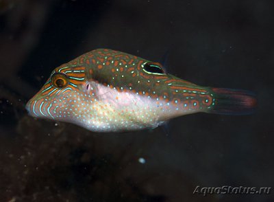 Иглобрюх Беннетта (Canthigaster bennetti)