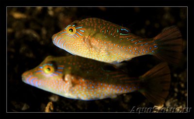 Фото Иглобрюх Беннетта Canthigaster bennetti  (photo#117876)