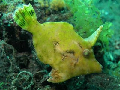 Единорог-акреихт щетинохвостый (Acreichthys tomentosus)