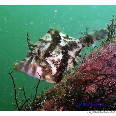 Единорог-акреихт щетинохвостый (Acreichthys tomentosus)