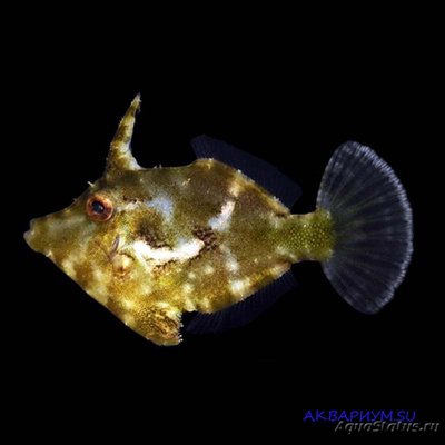 Фото Единорог-акреихт щетинохвостый Acreichthys tomentosus  (photo#118031)