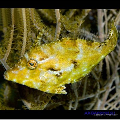 Единорог-акреихт щетинохвостый (Acreichthys tomentosus)