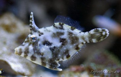 Единорог-акреихт щетинохвостый (Acreichthys tomentosus)