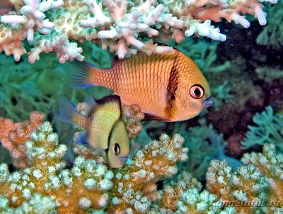 Дасцилл сетчатый (Dascyllus reticulatus)