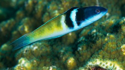 Губан Талассома синеголовая (Thalassoma bifasciatum)