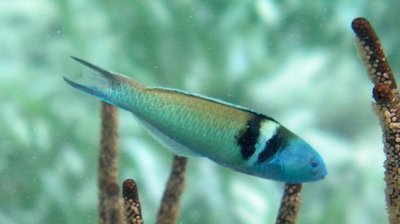 Губан Талассома синеголовая (Thalassoma bifasciatum)