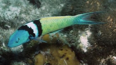 Губан Талассома синеголовая (Thalassoma bifasciatum)