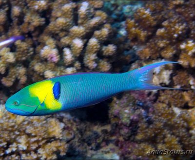 Фото Губан Талассома радужная Thalassoma amblycephalum  (photo#118239)