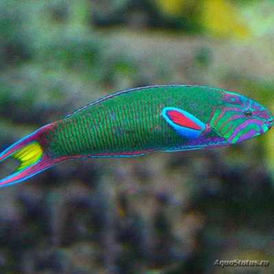 Фото Губан Талассома лунная зеленая Thalassoma lunare  (photo#118244)