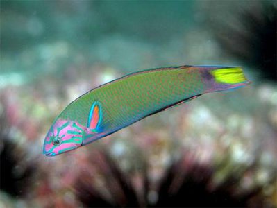 Губан Талассома лунная (зеленая) (Thalassoma lunare)