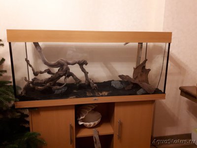 Мой харациновый аквариум 240 литров GalinaT  - 20190224_221958.jpg