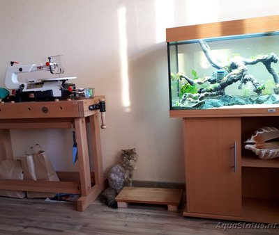 Кошка - главный аквариумист - 20190325_181026.jpg