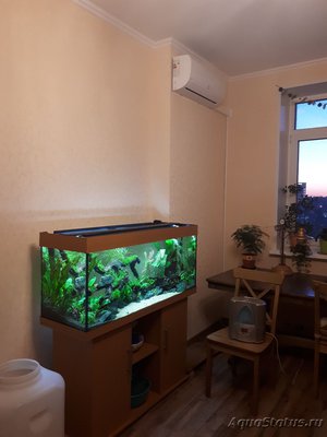 Мой харациновый аквариум 240 литров GalinaT  - 20190517_210150.jpg